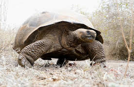 Galapagos: Edge of the World S1: The Uncomfortable Truth