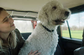 Gösta: Alle andre hunder kan dra til helvete