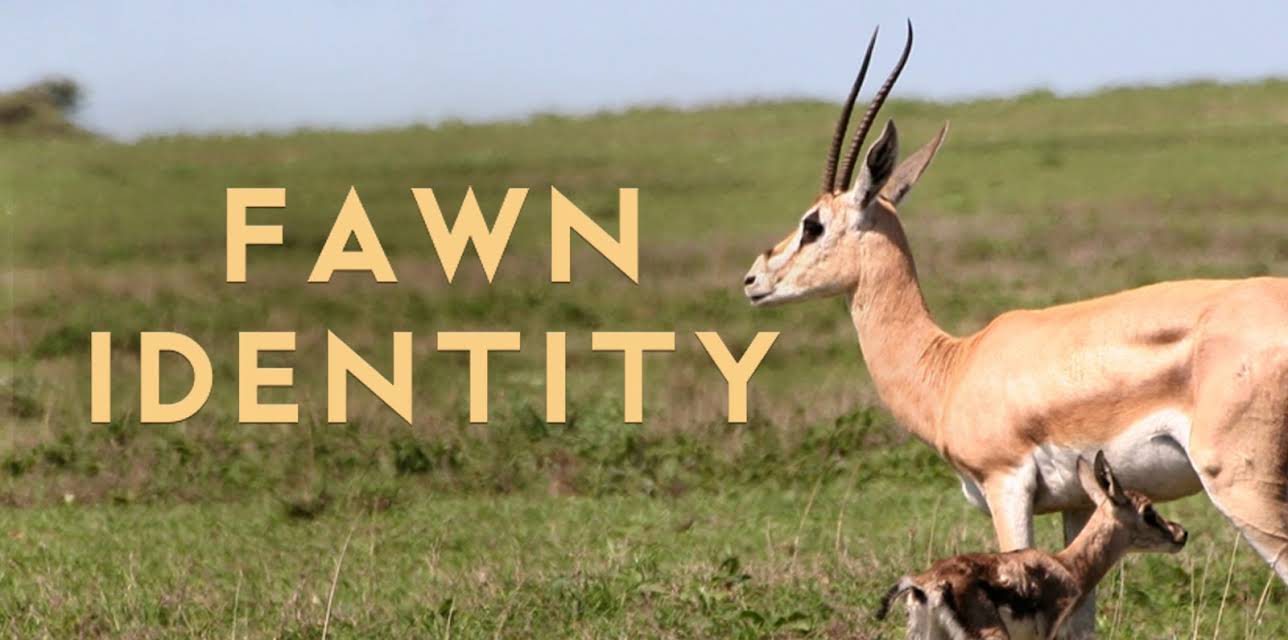 Fawn Identity
