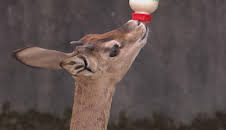 Giraffe, Erdmännchen & Co. (308)