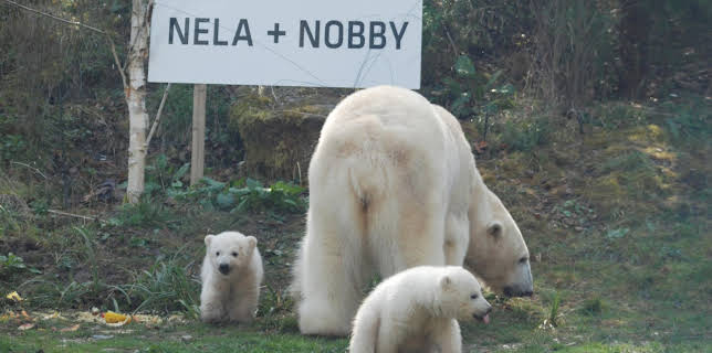 13:50: Neues aus dem Münchner Tierpark Hellabrunn | WDR Fernsehen | 1/26 2026