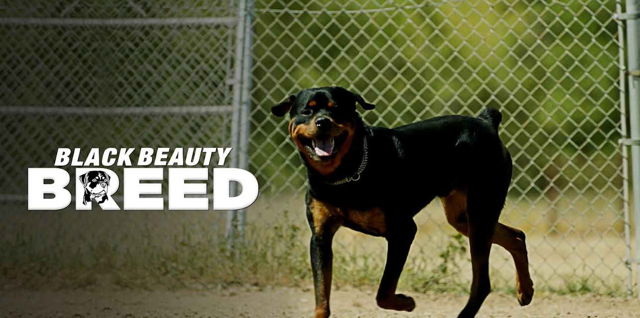Black Beauty Breed (2015)
