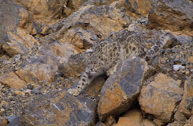 Earthsounds: The Himalayas