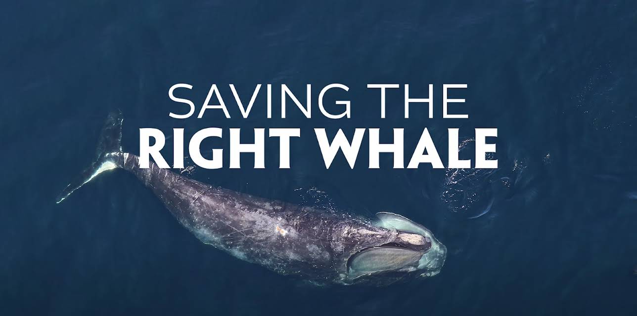 Saving the Right Whale (2023)