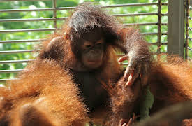 Meet The Orangutans: Episode 2