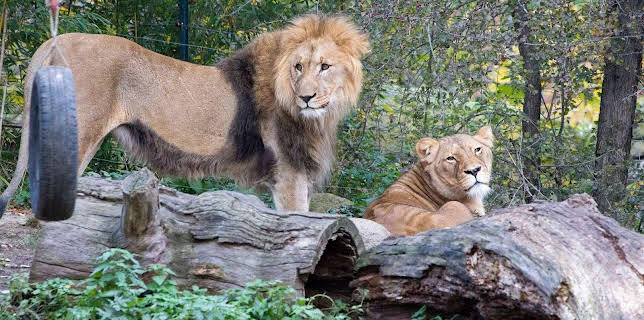 14:25: Elefant, Tiger & Co. | MDR Fernsehen | 11/6 2025