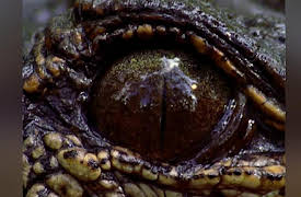 Hunter and Hunted Season 1: Predators in Paradise