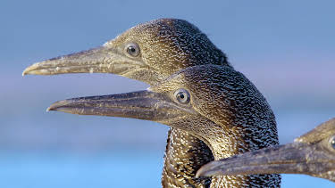 14:05: Afrika: Kontinent der Vielfalt (2/3) | 3SAT | 4/16 2026