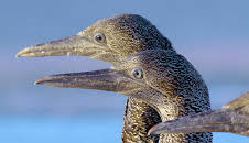 Afrika: Kontinent der Vielfalt (2/3)