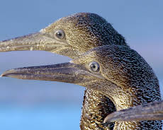 Afrika: Kontinent der Vielfalt (2/3)