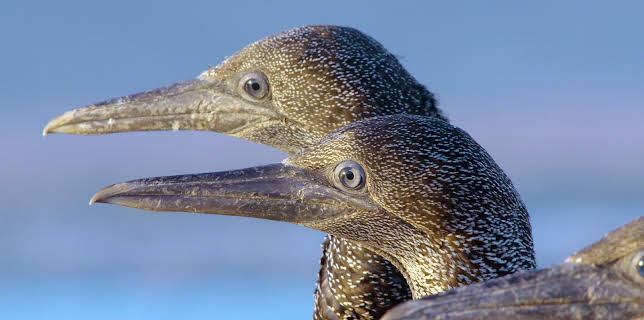 14:05: Afrika: Kontinent der Vielfalt (2/3) | 3SAT | 1/30 2026