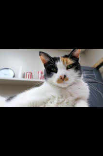 12:10: Veterinarios de Nebraska: Celebración en Nebraska | Nat Geo Wild | 3/30 2026