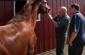 The Incredible Dr. Pol: 2. How Now Downed Cow?