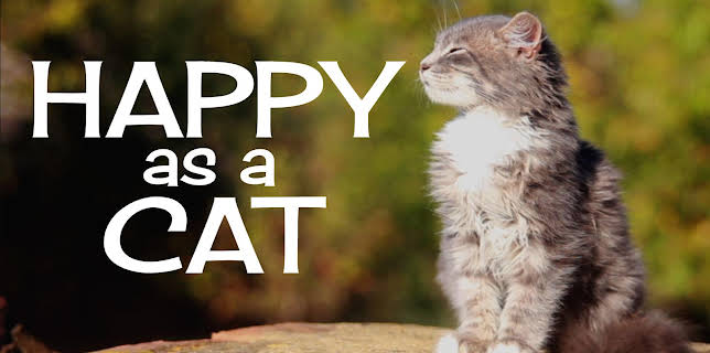 Happy as a Cat (2023)
