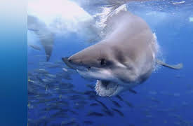 Shark Week 2021 D+ Trailer: Shark Week 2021 D+ Trailer