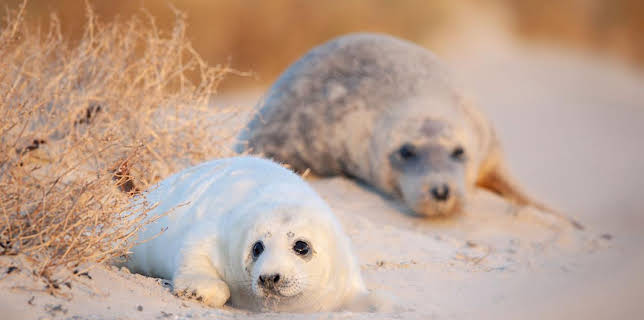 11:50: Abenteuer Wildnis | BR Fernsehen | 11/12 2025