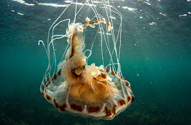 North Atlantic: The Dark Ocean: The Dark Ocean