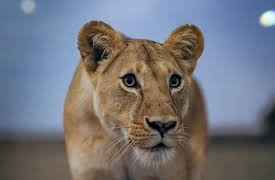 Earth at Night in Color: Lion Grasslands