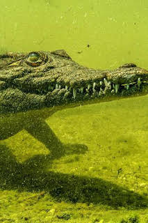 23:33: Cocodrilos del Okavango | National Geographic | 10/28 2026