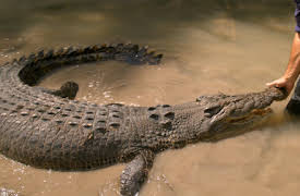 Wild Croc Territory: Atrápame si puedes