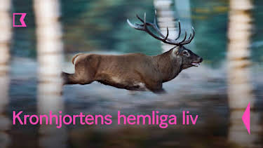 22:40: Kronhjortens hemliga liv | Kunskapskanalen | 9/3 2025