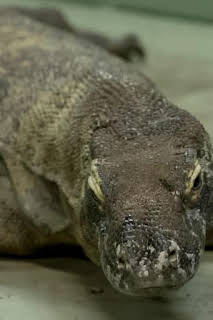 10:41: The Irwins: Conexión Komodo | Discovery Max | 6/28 2026