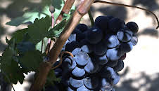 Die wunderbare Welt der Weine (9/10)