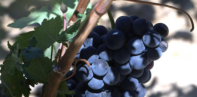 10:40: Die wunderbare Welt der Weine (9/10) | Arte | 1/15 2026