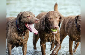 Breed All About It: Chesapeake Bay Retriever