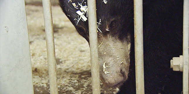 14:25: Elefant, Tiger & Co. (247) | MDR Fernsehen | 2/6 2026