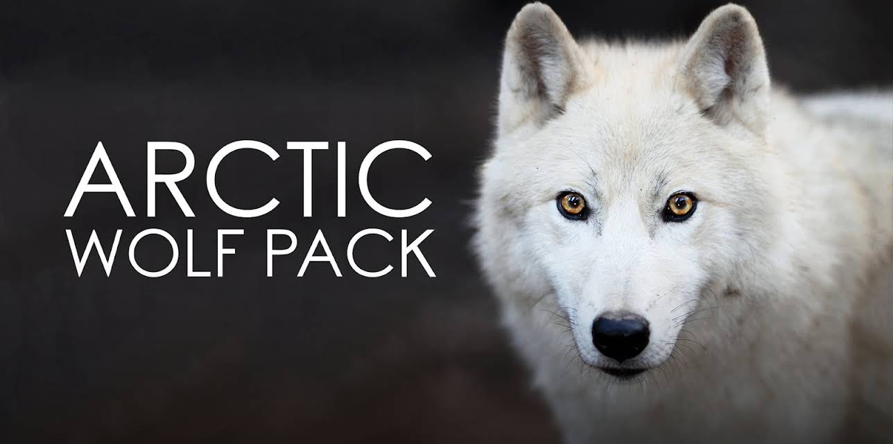 Arctic Wolf Pack (1982)