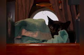 Psycho Kitty: The Floating Feline