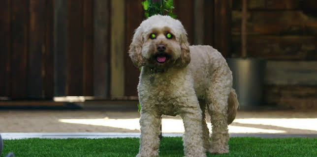 16:25: Hundehuset: Marnie | NRK 2 | 3/5 2026