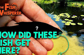 The Fish Whisperer: How Did These Fish Get in Here