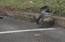 Live PD Presents: Florida Heat Season 1: Episode 4