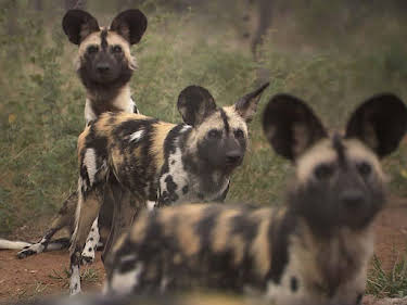 10:55: Das Waisenhaus für wilde Tiere | SWR Fernsehen RP | 6/23 2026