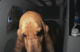 Live PD: Greatest Shifts Season 1: Live PD: Greatest Shifts - 613