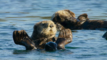 5:00 PM: Blue Planet (S2 E5) (S2) | Yesterday | 1/11 2026