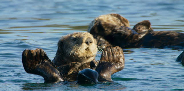 4:00 PM: Blue Planet (S2 E5) (S2) | Yesterday | 1/11 2026