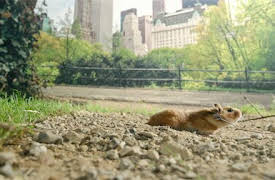 Naturens minstingar: New York