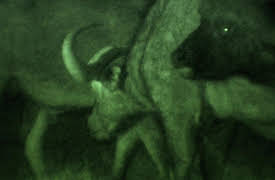 Night Season 1: Buffalo