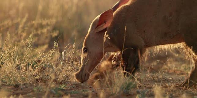 12:10 PM: Andy's Global Adventures (S1) | Cbeebies | 12/21 2025