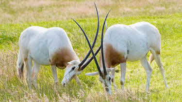 9:30 AM: Animal Park | BBC One Scotland | 4/8 2026