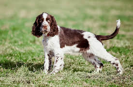 Breed All About It: English Springer Spaniel