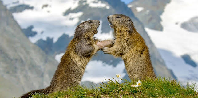 21:00: Wilde Alpen | SWR Fernsehen BW | 2/22 2026