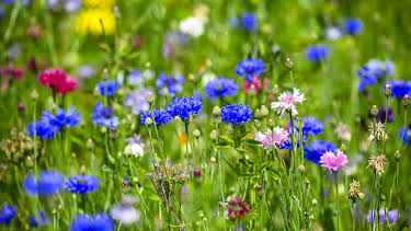12:20: Schnittgut. Alles aus dem Garten | BR Fernsehen | 9/10 2026