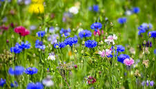 Schnittgut. Alles aus dem Garten