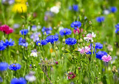 Schnittgut. Alles aus dem Garten