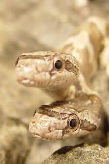 18:00: Caza a la pitón birmana | Nat Geo Wild | 3/15 2026