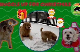 Animals Doing Things: Animals Doing Things | Snuggle Up Fur Christmas!
